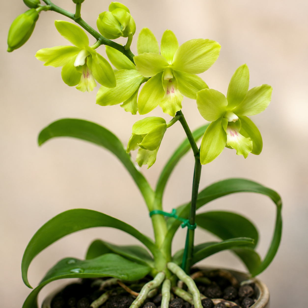 Dendrobium Lime Green | Indoor Plant