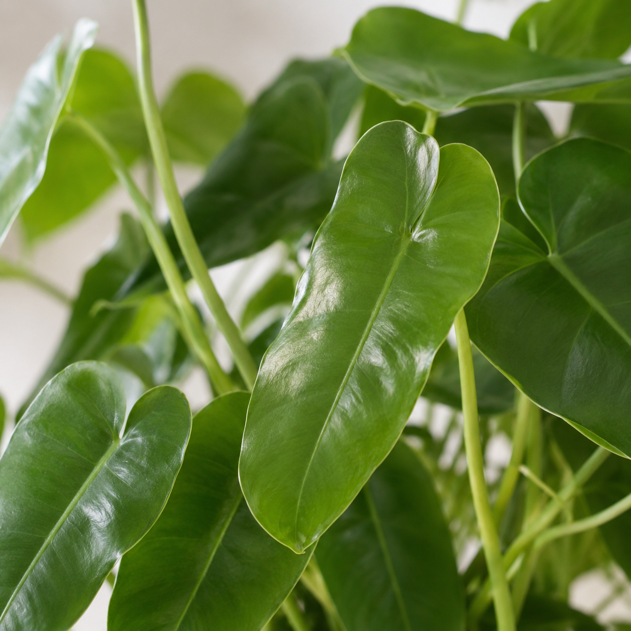 Philodendron 'Burle Marx' | Gardening Plant