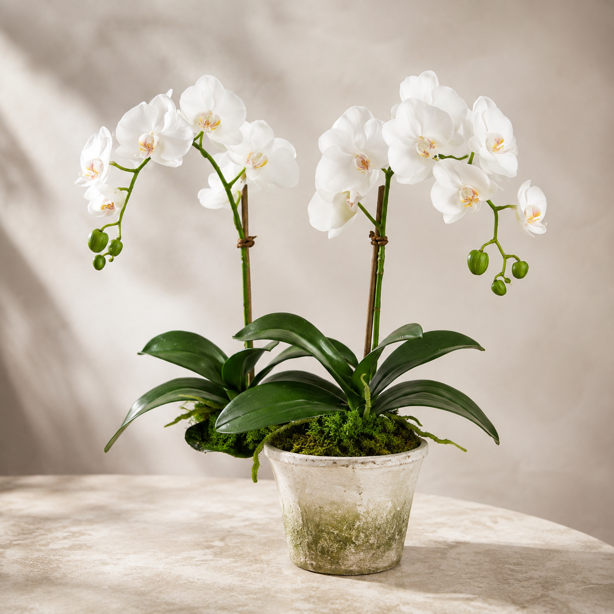 Phalaenopsis Moth Orchids | Potted Plant