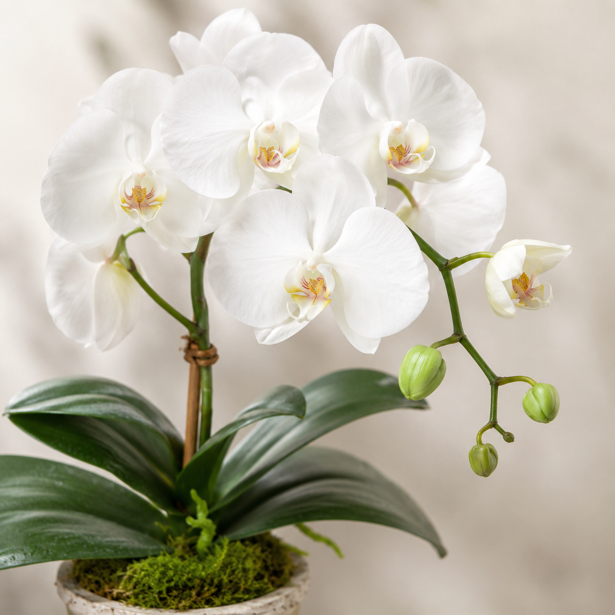 Phalaenopsis Moth Orchids | Potted Plant