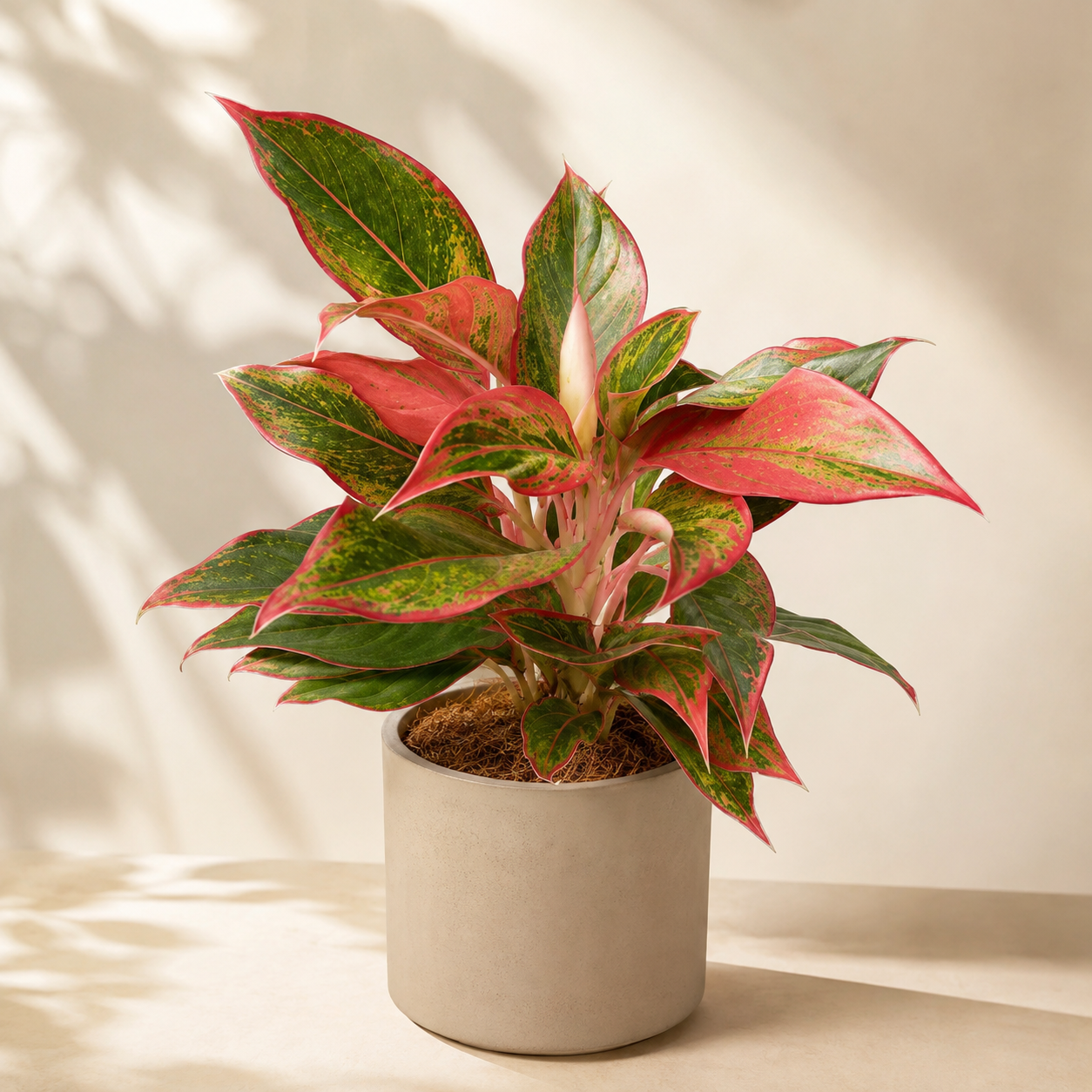Aglaonema 'Siam Aurora' | Office Plant