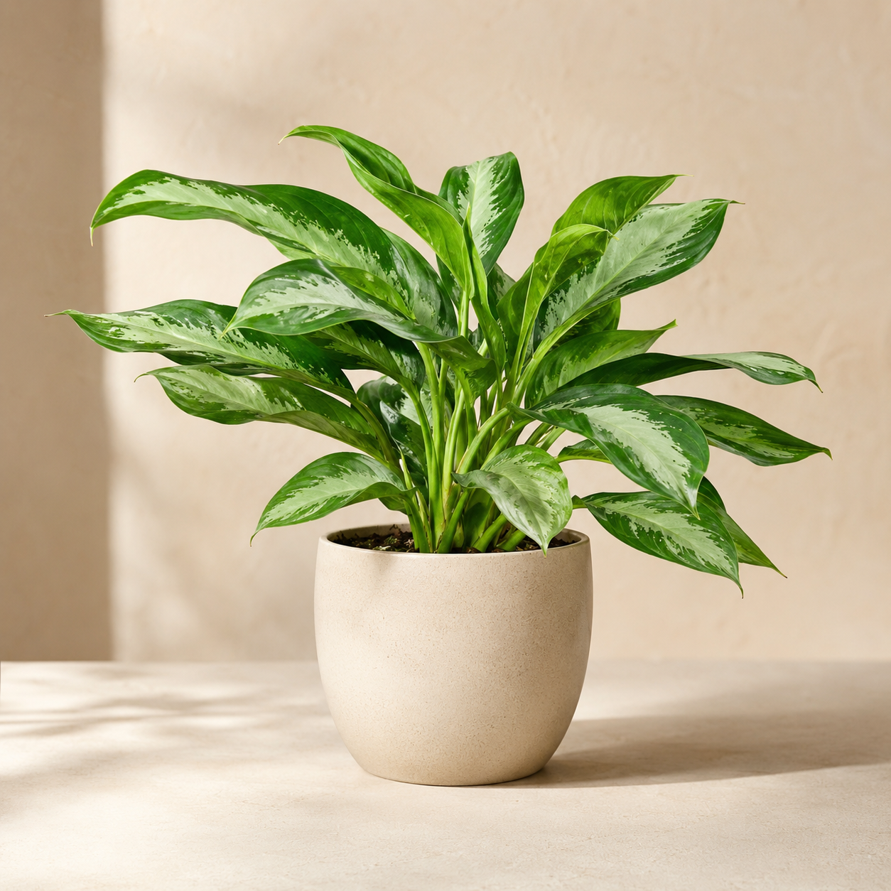 Aglaonema 'Pattaya Beauty' | Indoor Plant
