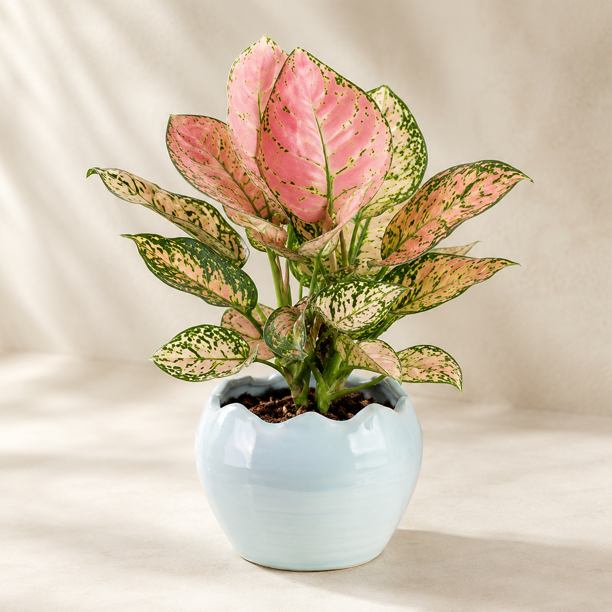 Aglaonema 'Lady Valentine' | Office Plant