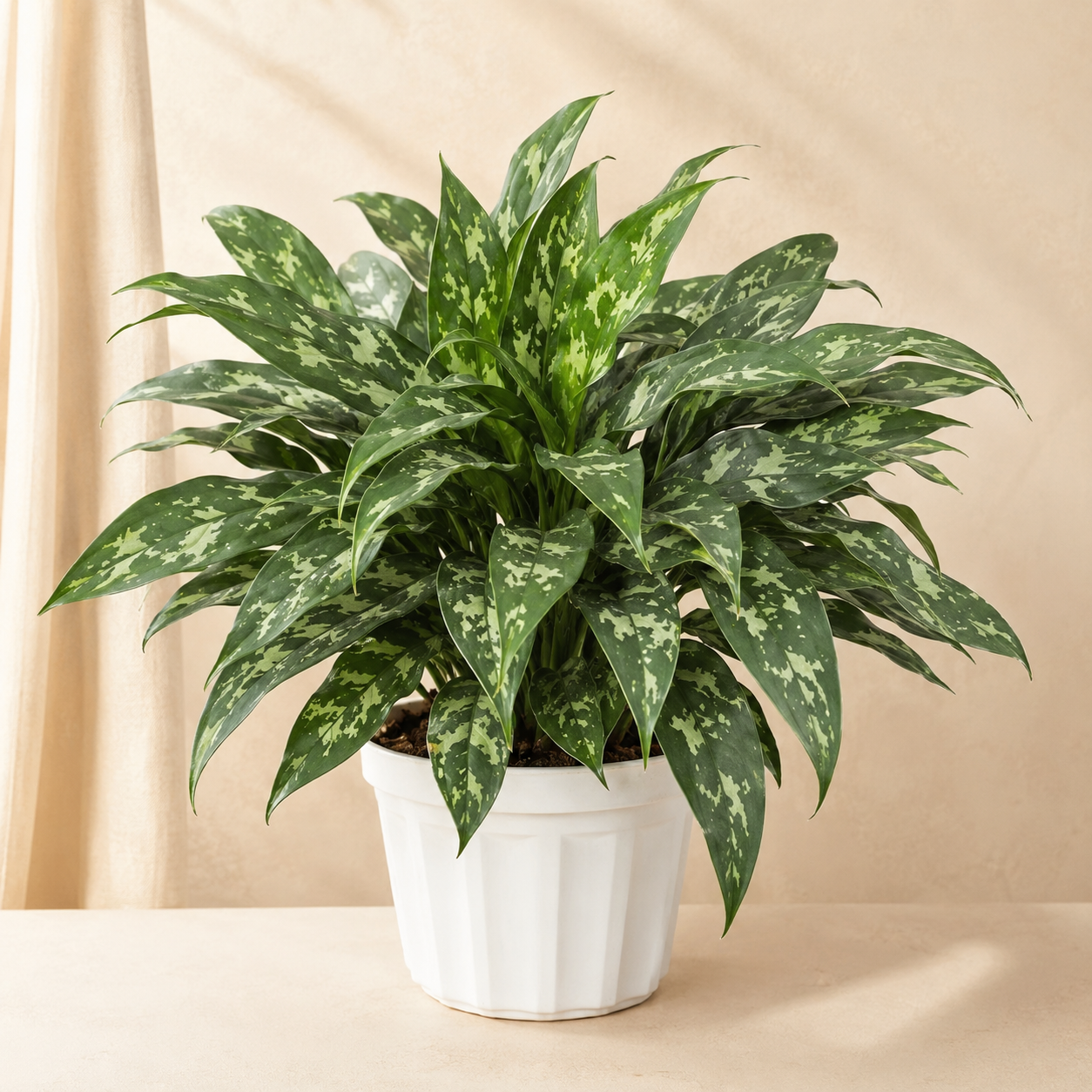 Aglaonema 'Maria' | Home Plant