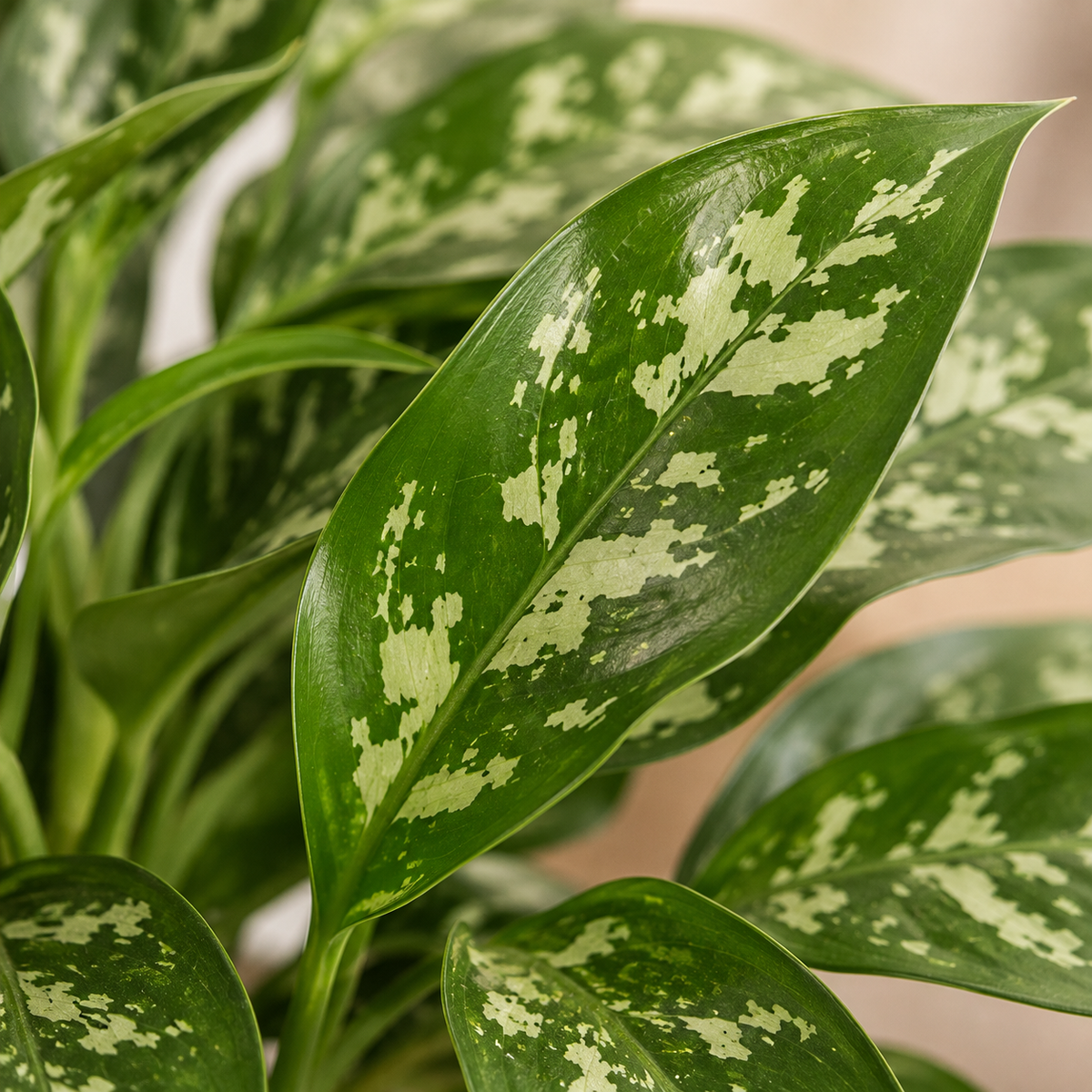 Aglaonema 'Maria' | Home Plant