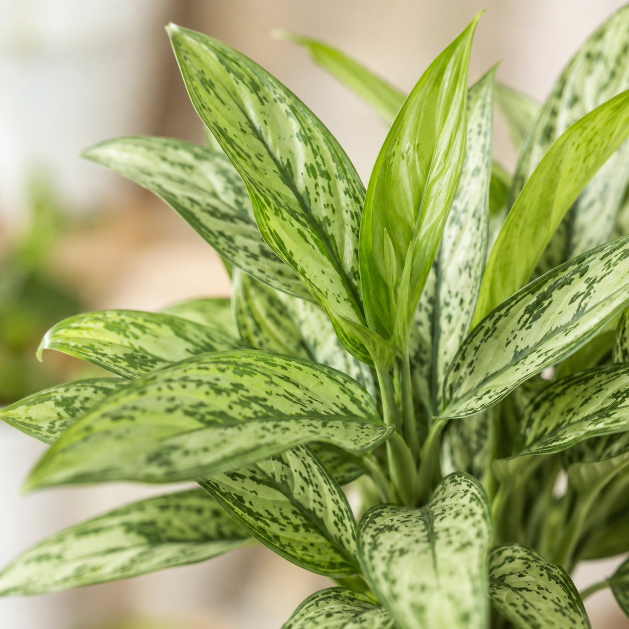 Aglaonema 'Silver Queen' | Home Plant