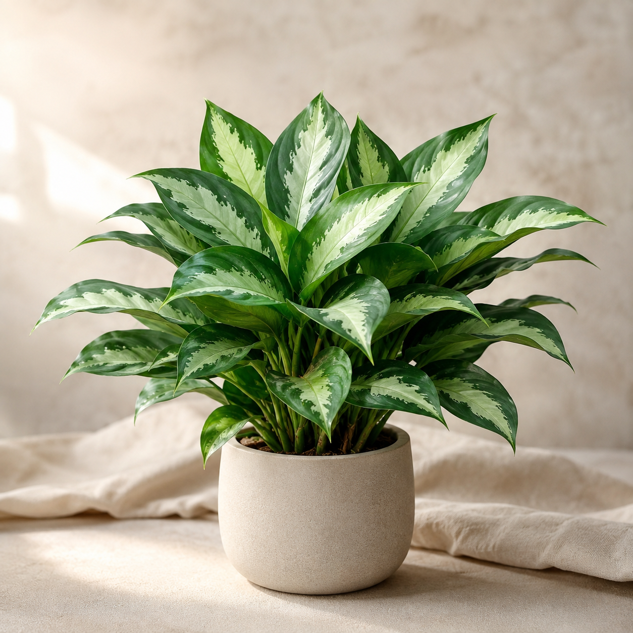 Aglaonema 'Pattaya Beauty Black' | Home Plant