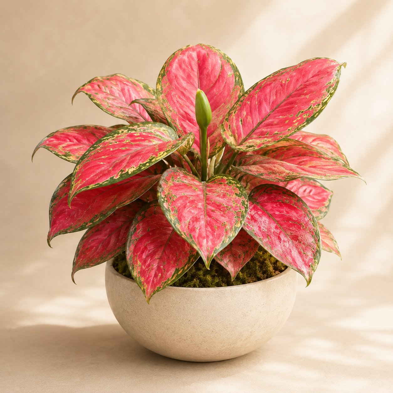 Aglaonema 'Red Valentine' | Plant