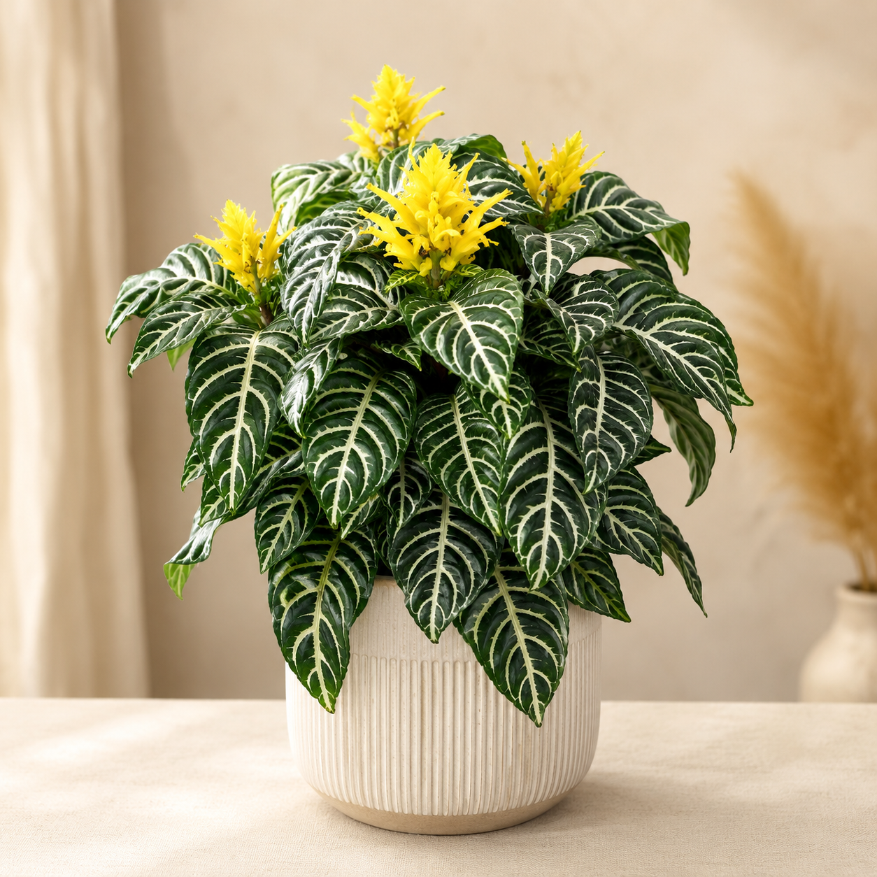 Aphelandra Squarrosa | Gardening Plant