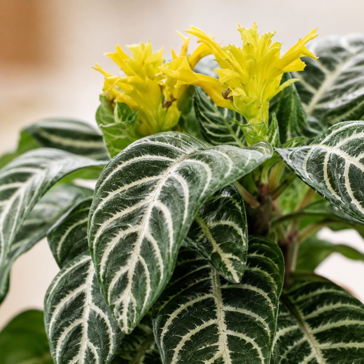 Aphelandra Squarrosa | Gardening Plant