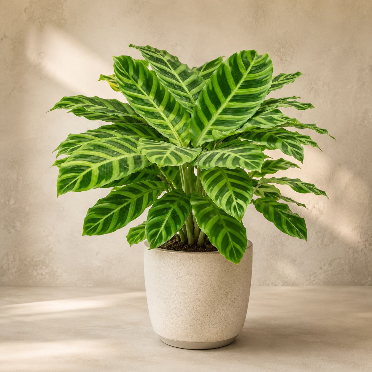 Calathea Zebrina | Plant