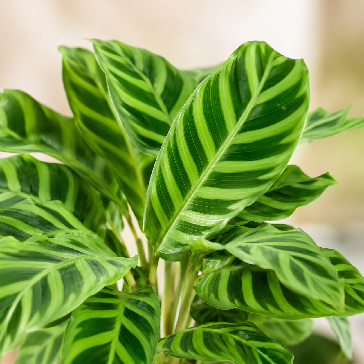 Calathea Zebrina | Plant