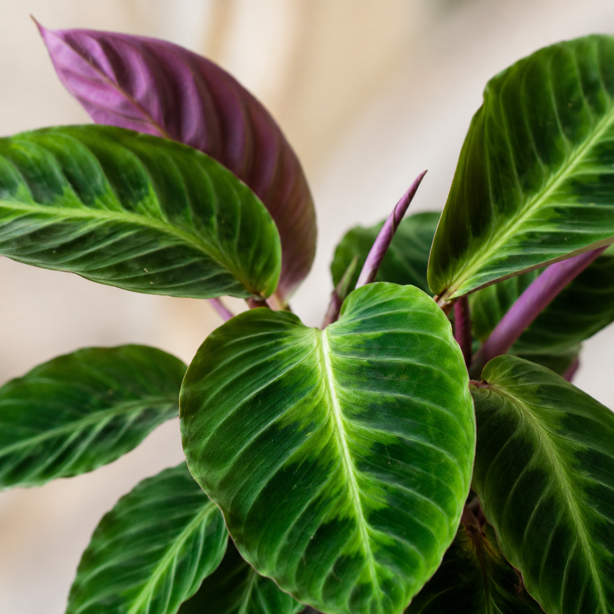 Calathea Warscewiczii | Indoor Plant