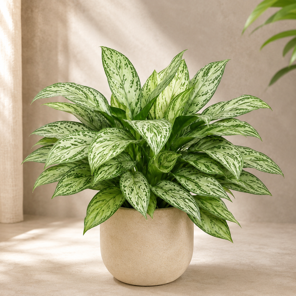 Aglaonema 'Snow White' | Home Plant