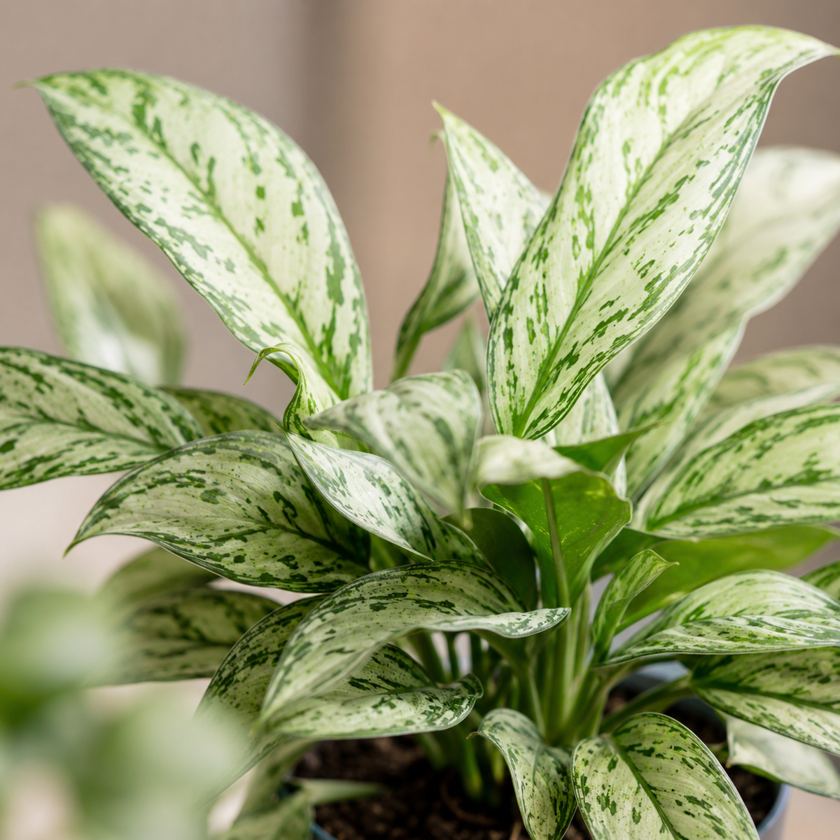 Aglaonema 'Snow White' | Home Plant