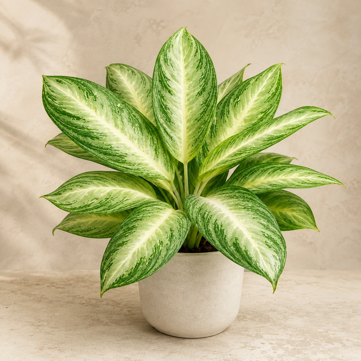 Aglaonema 'White Rain' | Plant