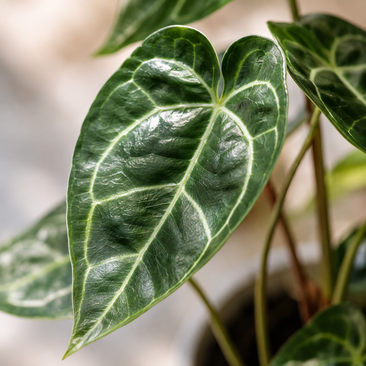Anthurium Crystallinum | Gardening Plant