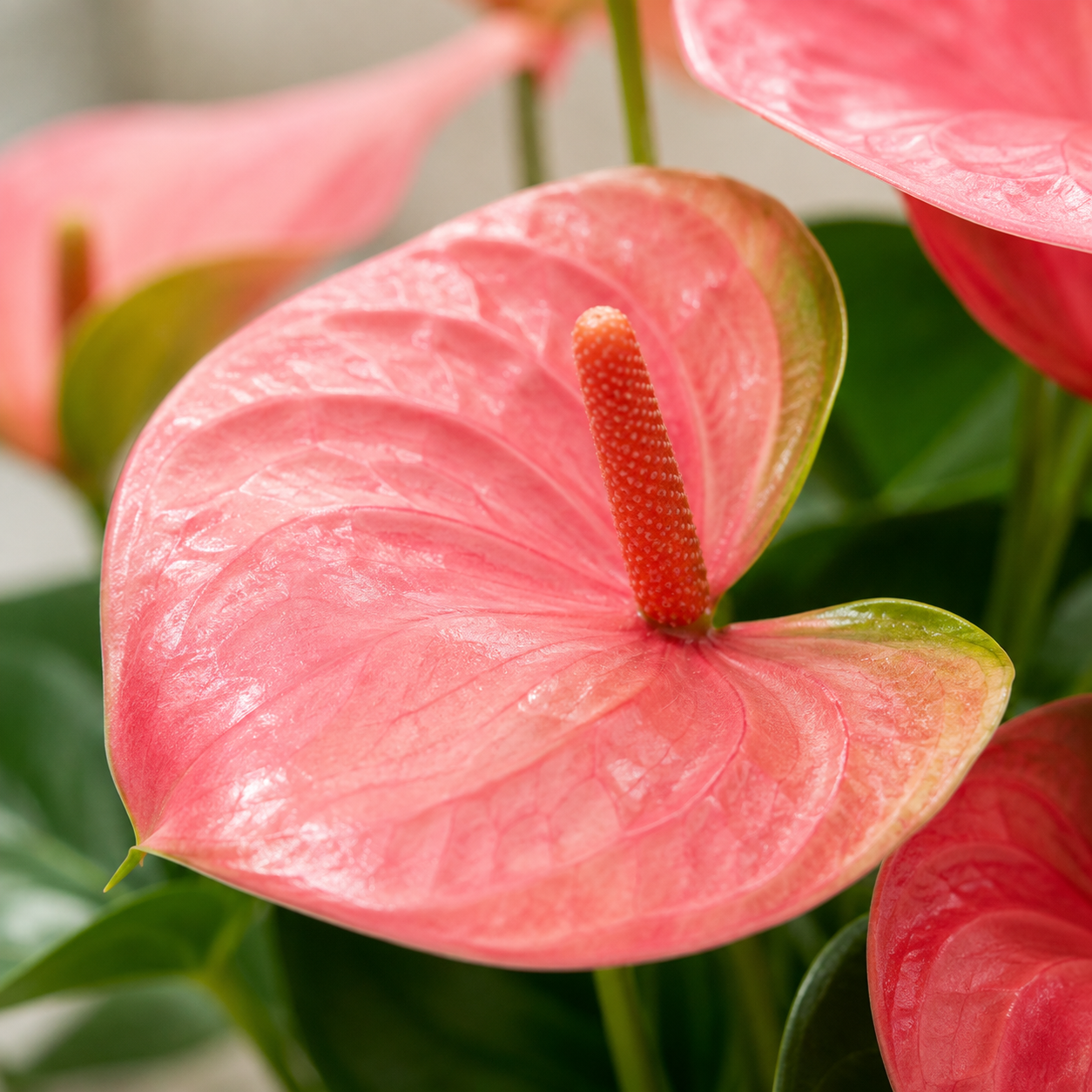 Anthurium Pink | Plant