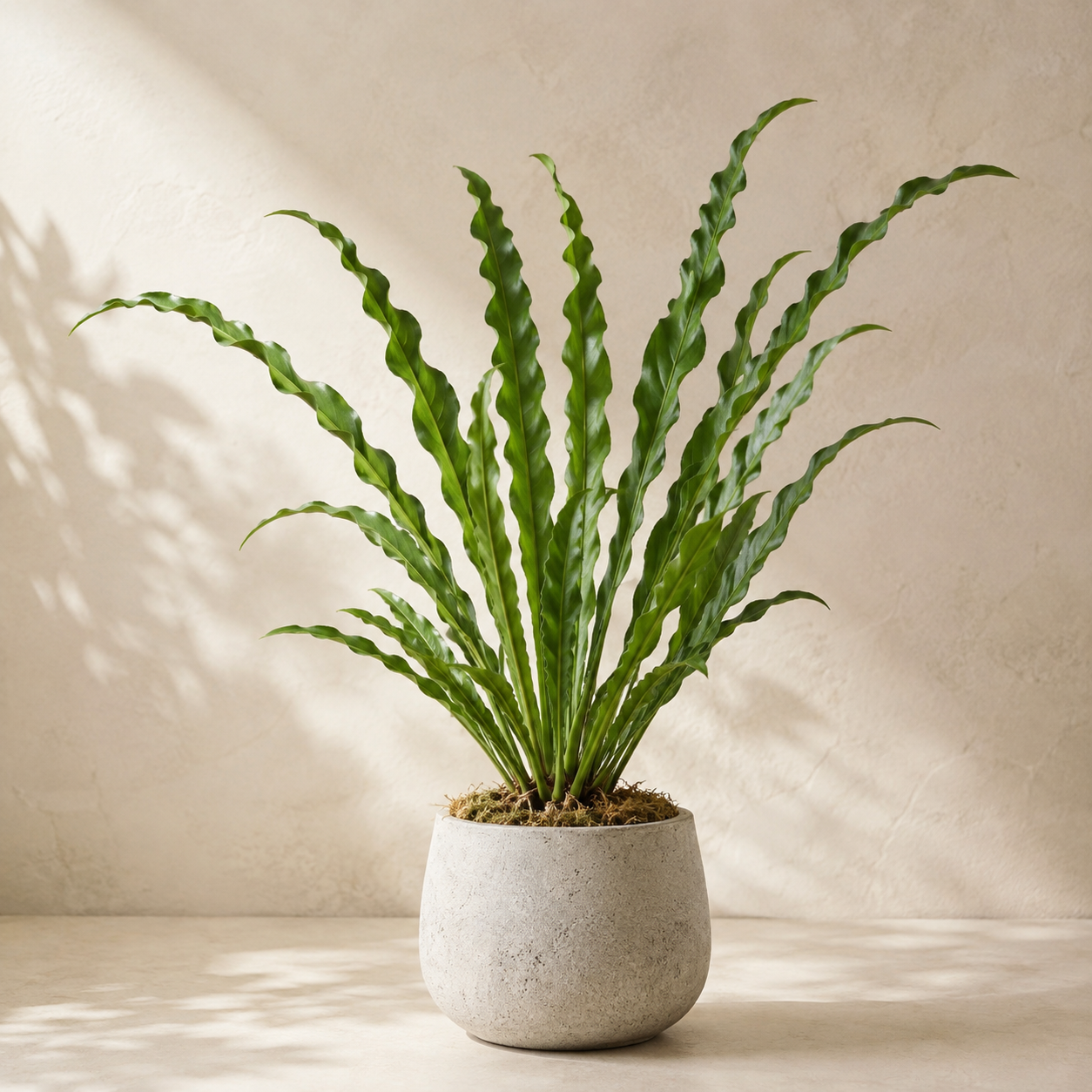 Anthurium Renaissance | Plant