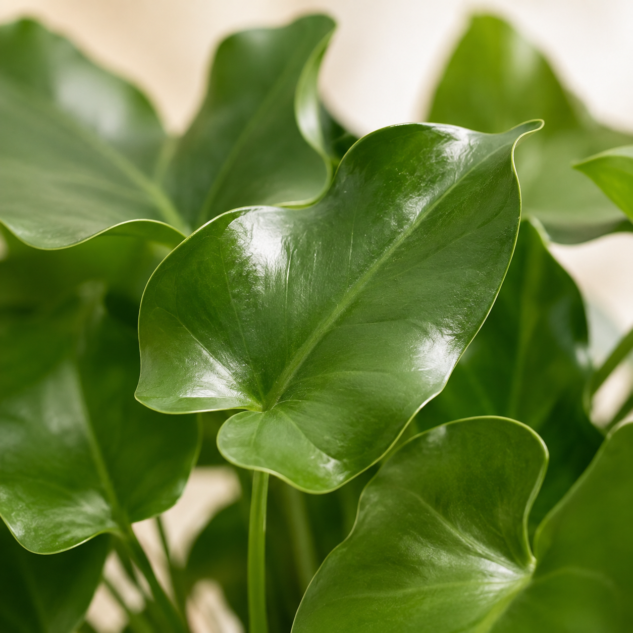 Anthurium Arrow | Office Plant
