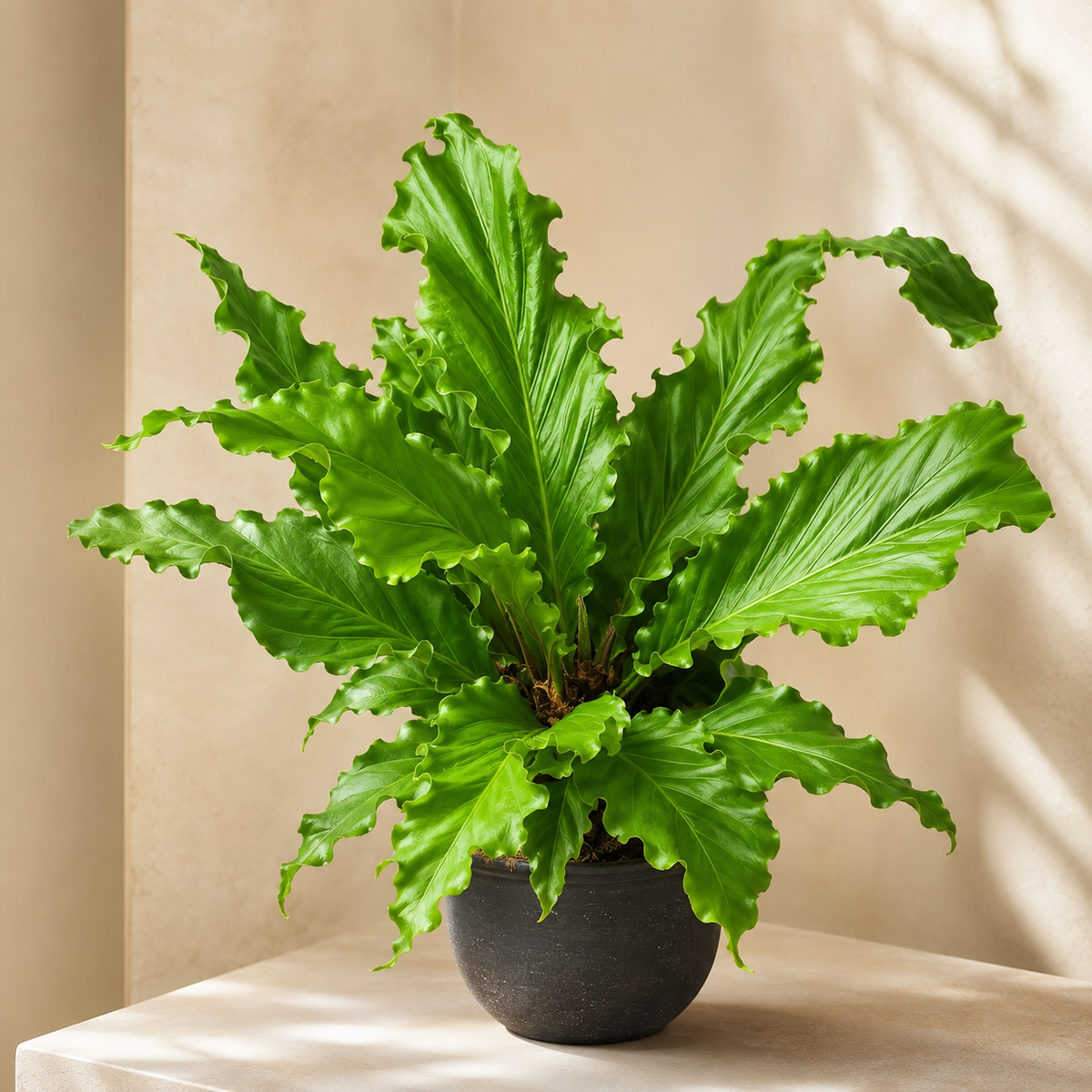 Anthurium Gelombang Cinta | Gardening Plant