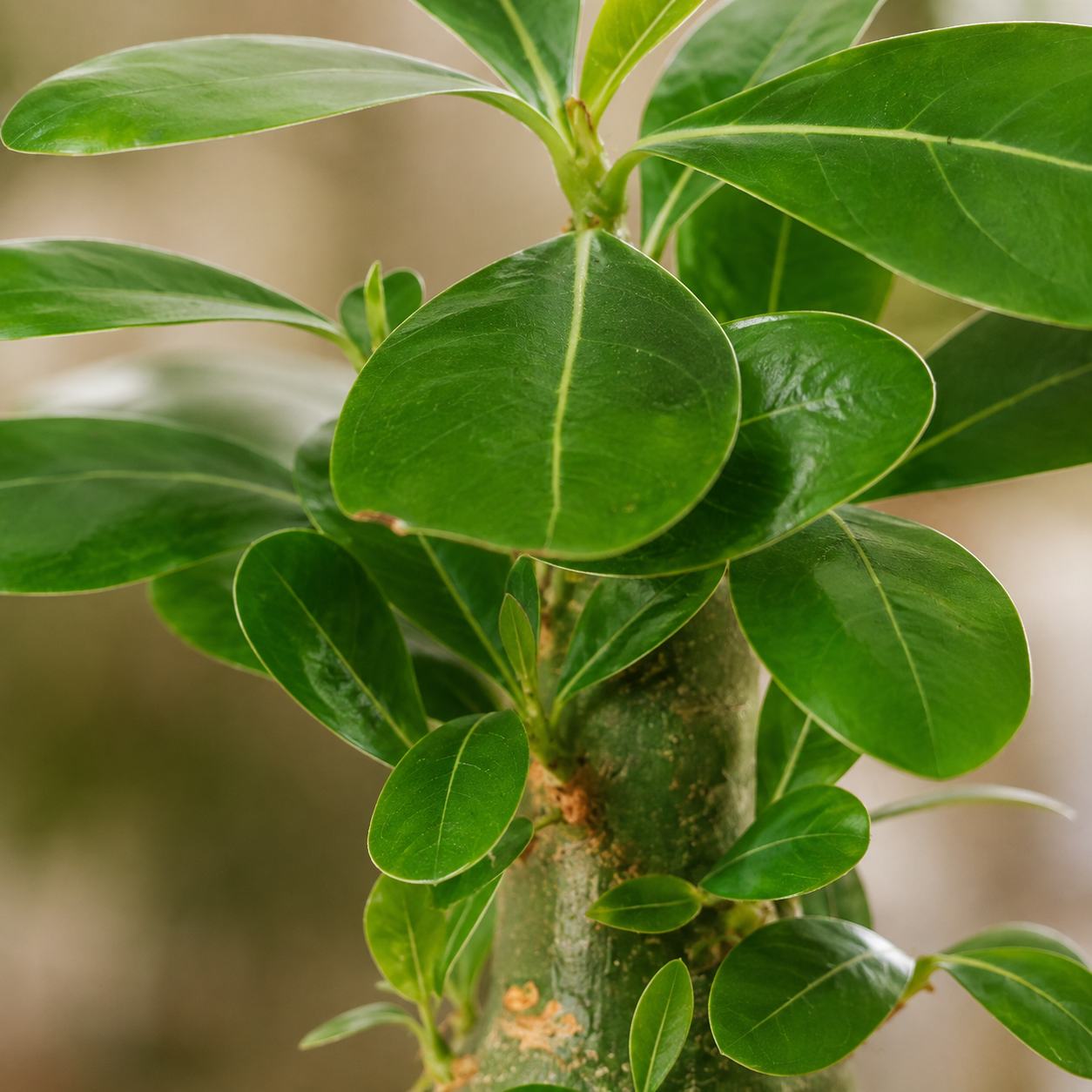 Adenium Obesum 沙漠玫瑰 富贵 | Plant