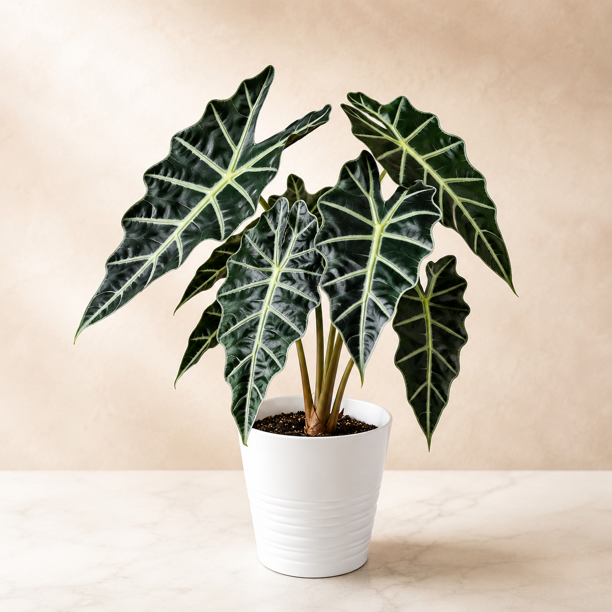 Alocasia Amazonia | Gardening Plant