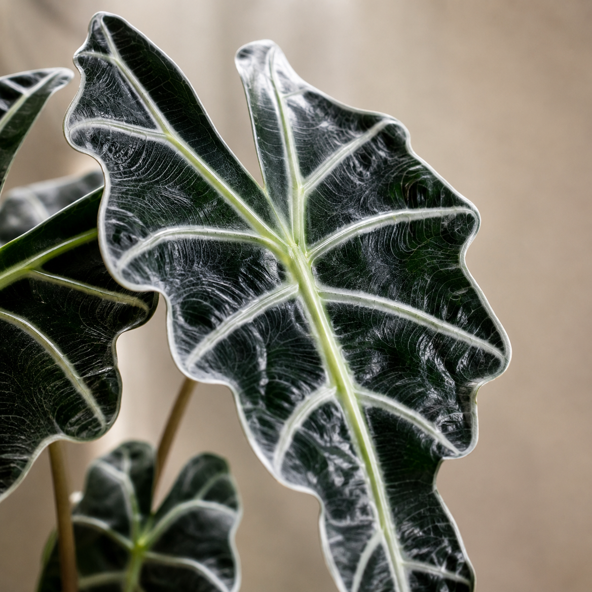 Alocasia Amazonia | Gardening Plant