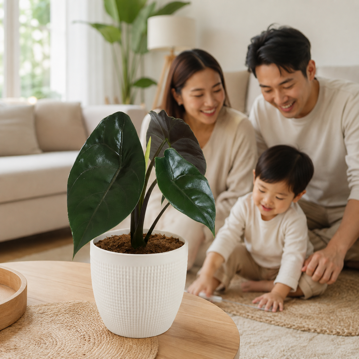 Alocasia Azlanii | Indoor Plant