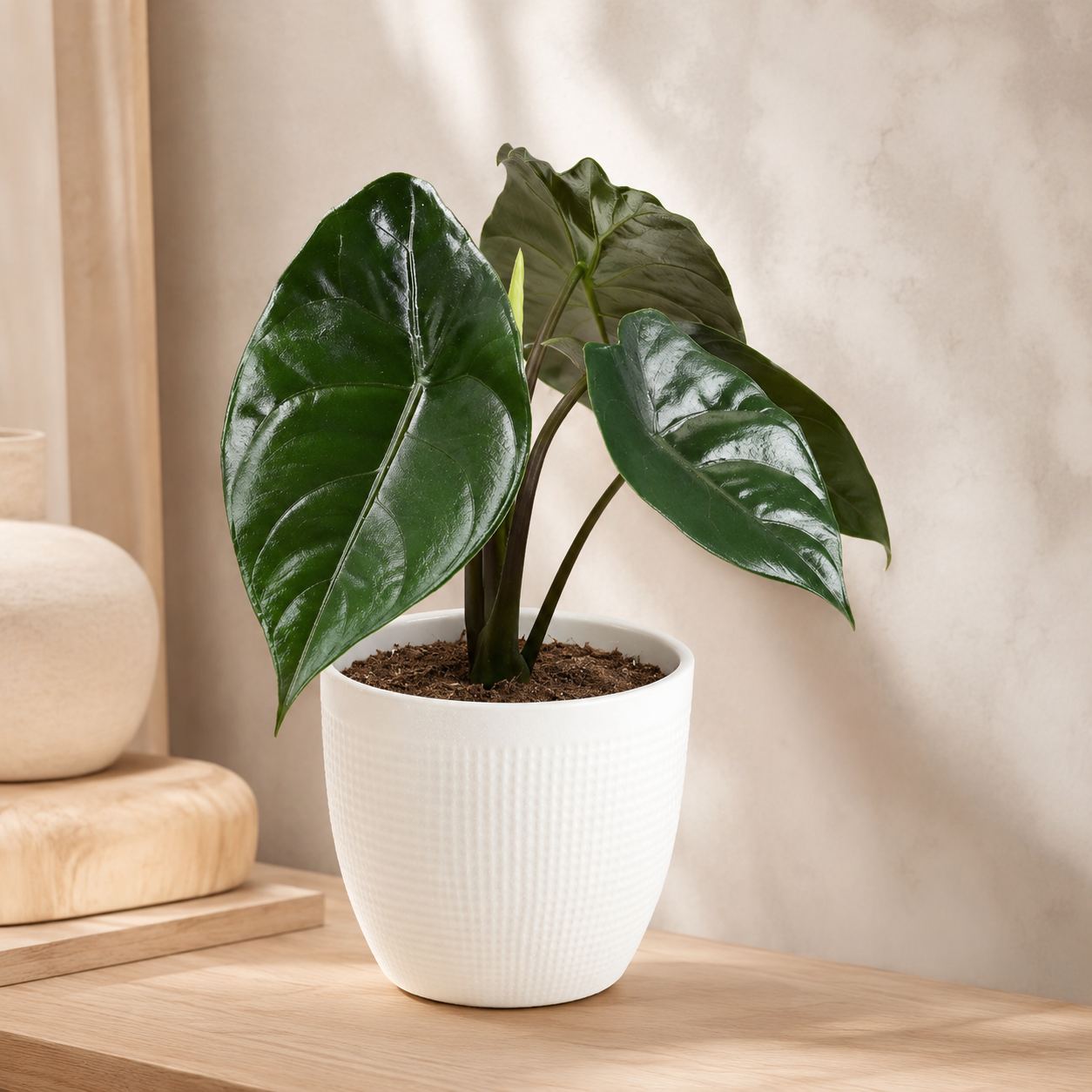 Alocasia Azlanii | Indoor Plant