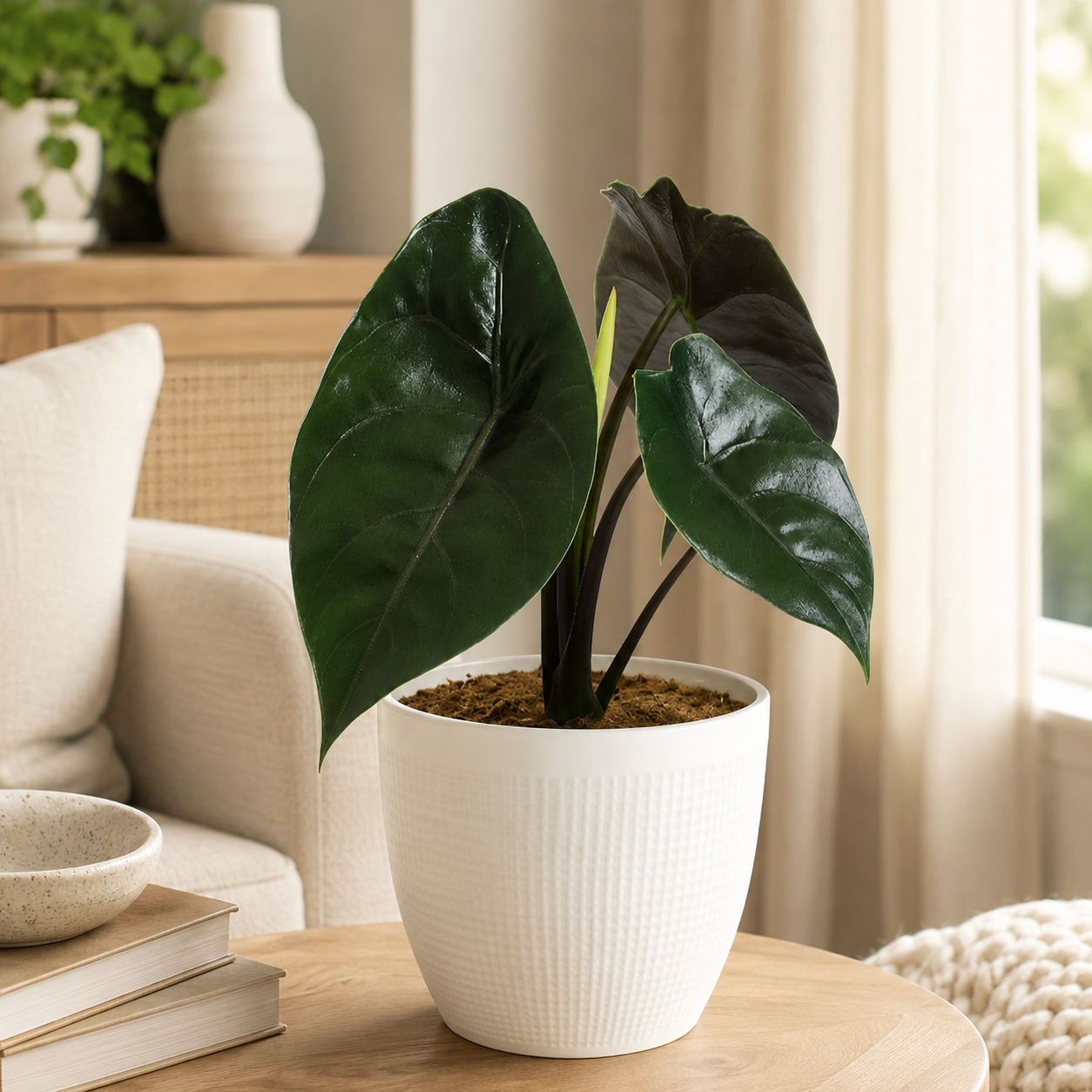 Alocasia Azlanii | Indoor Plant