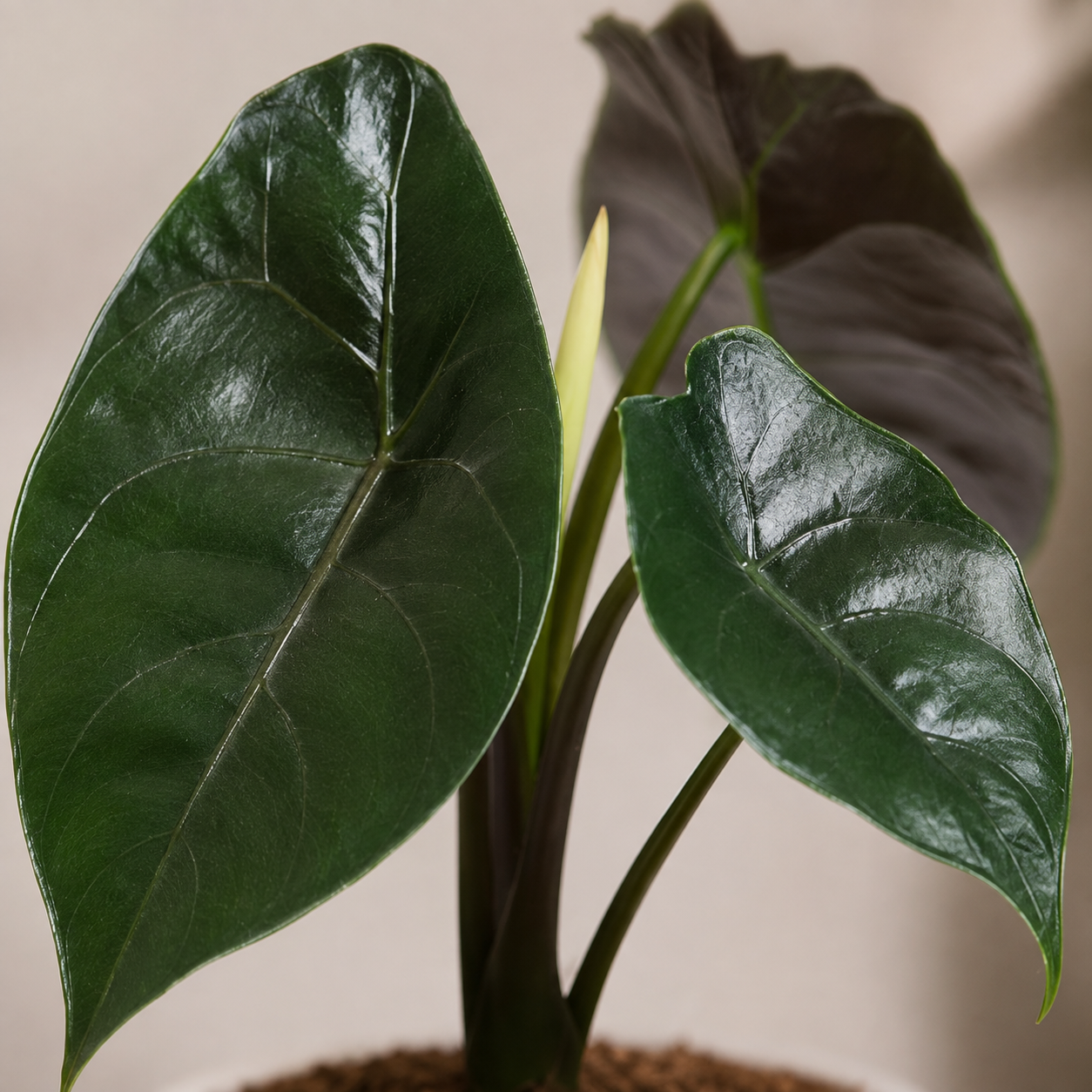 Alocasia Azlanii | Indoor Plant
