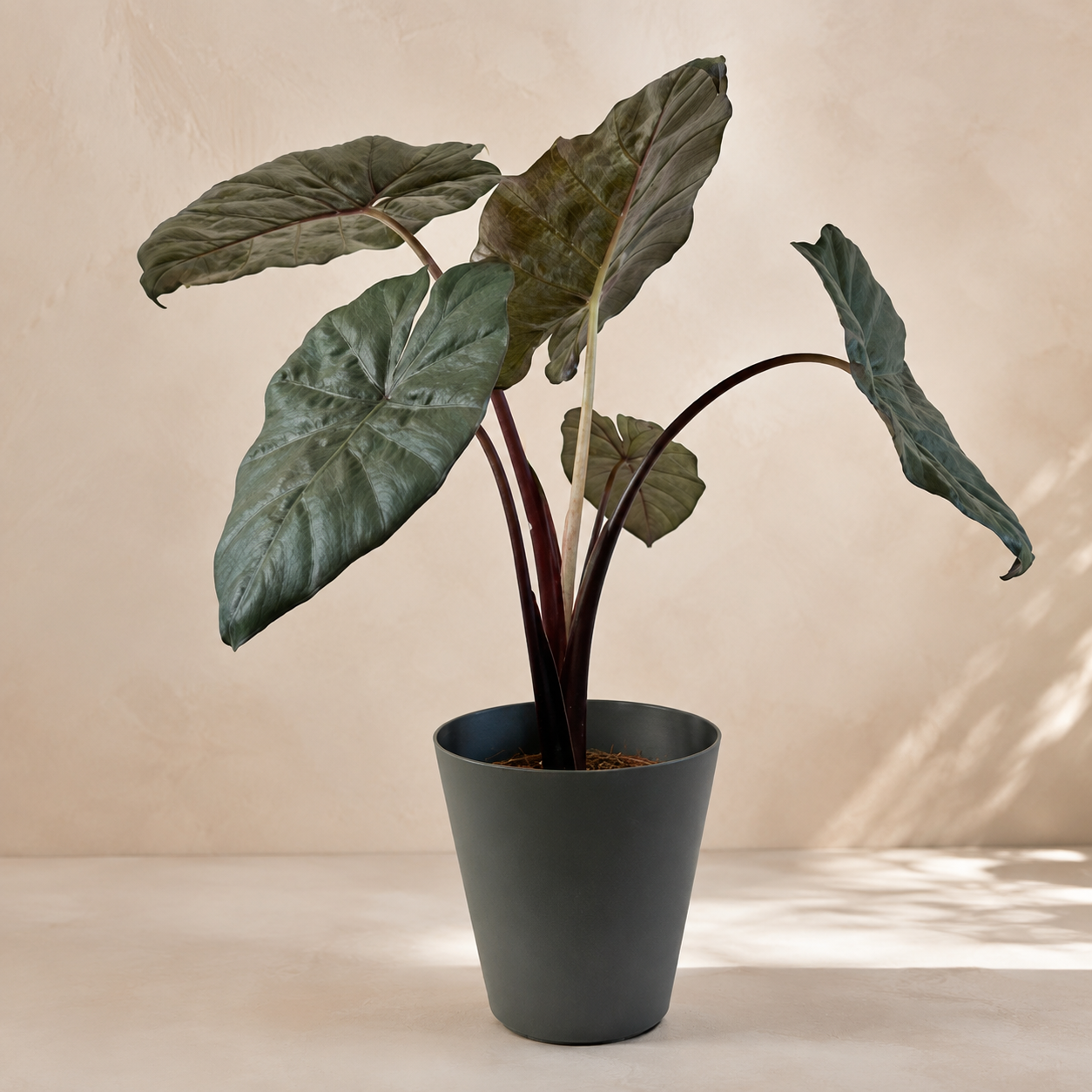 Alocasia 'Yucatan Princess' | Plant