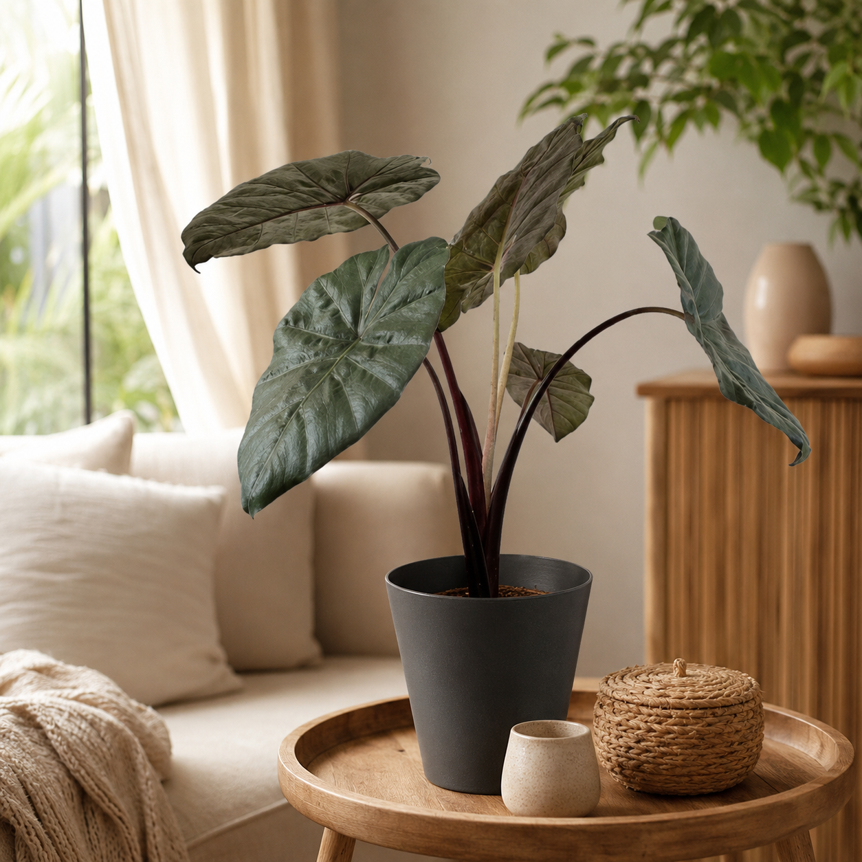 Alocasia 'Yucatan Princess' | Plant