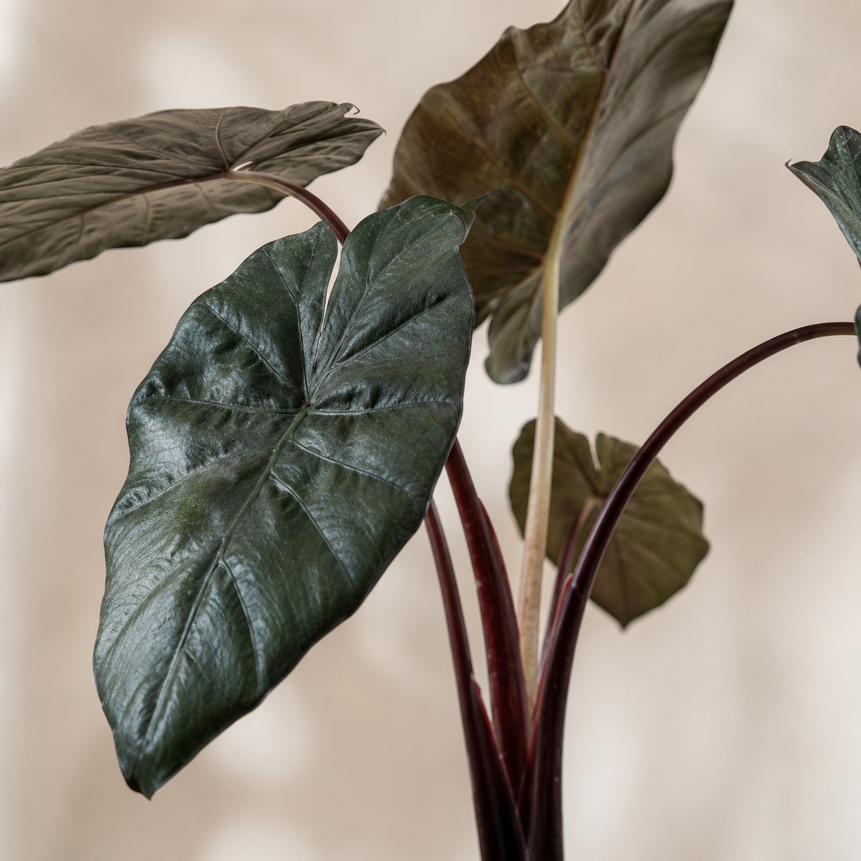 Alocasia 'Yucatan Princess' | Plant