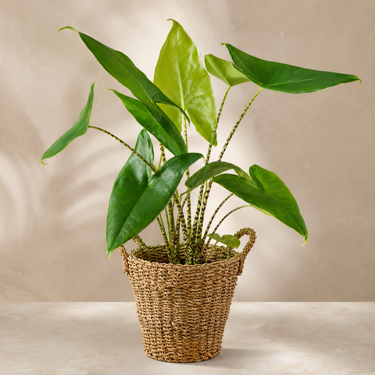 Alocasia Zebriana | Office Plant