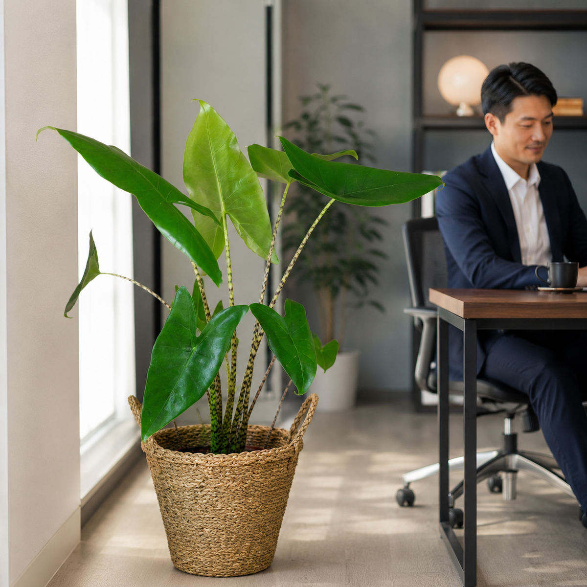 Alocasia Zebriana | Office Plant