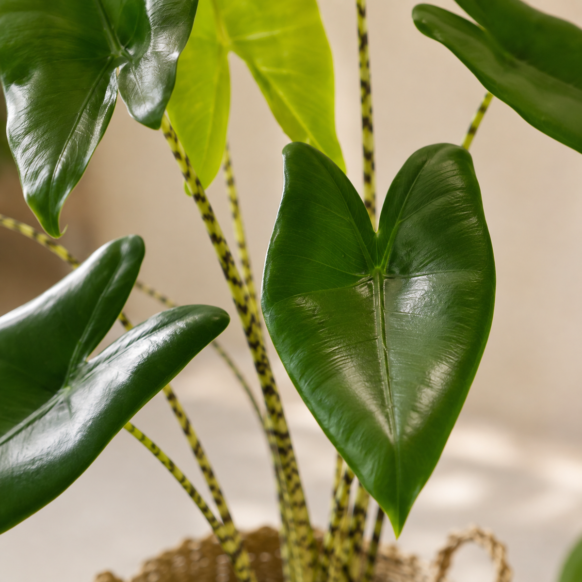 Alocasia Zebriana | Office Plant