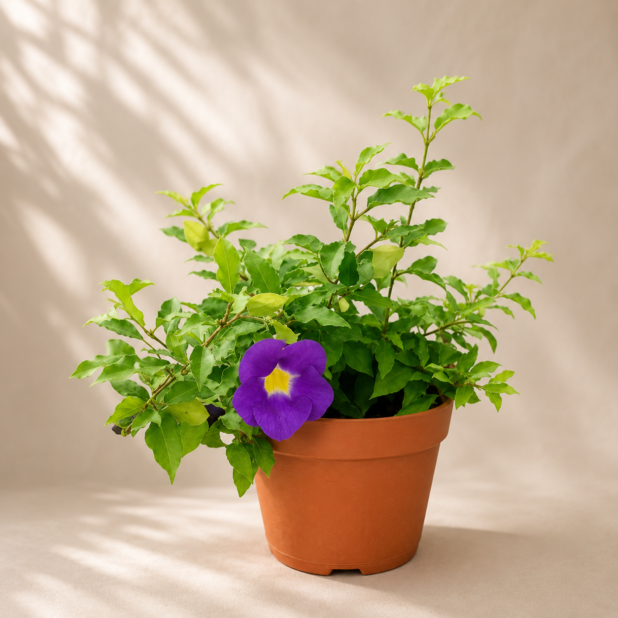 Bush Clockvine | Gardening Plant
