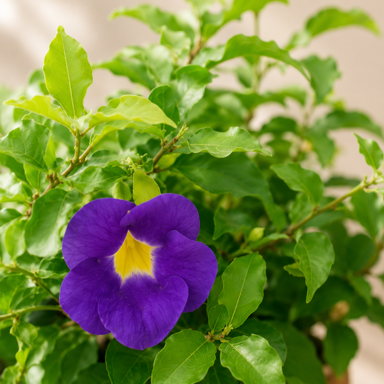 Bush Clockvine | Gardening Plant
