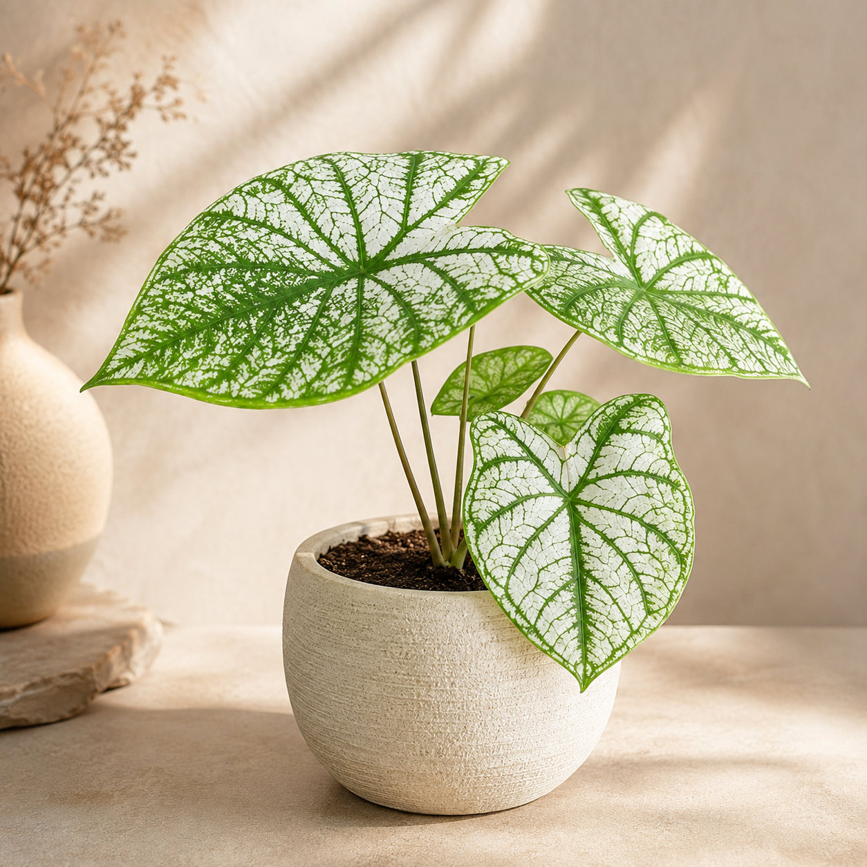 Caladium Green White | Office Plant