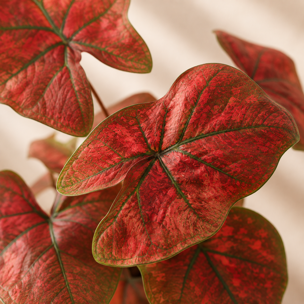 Caladium Festivia | Plant