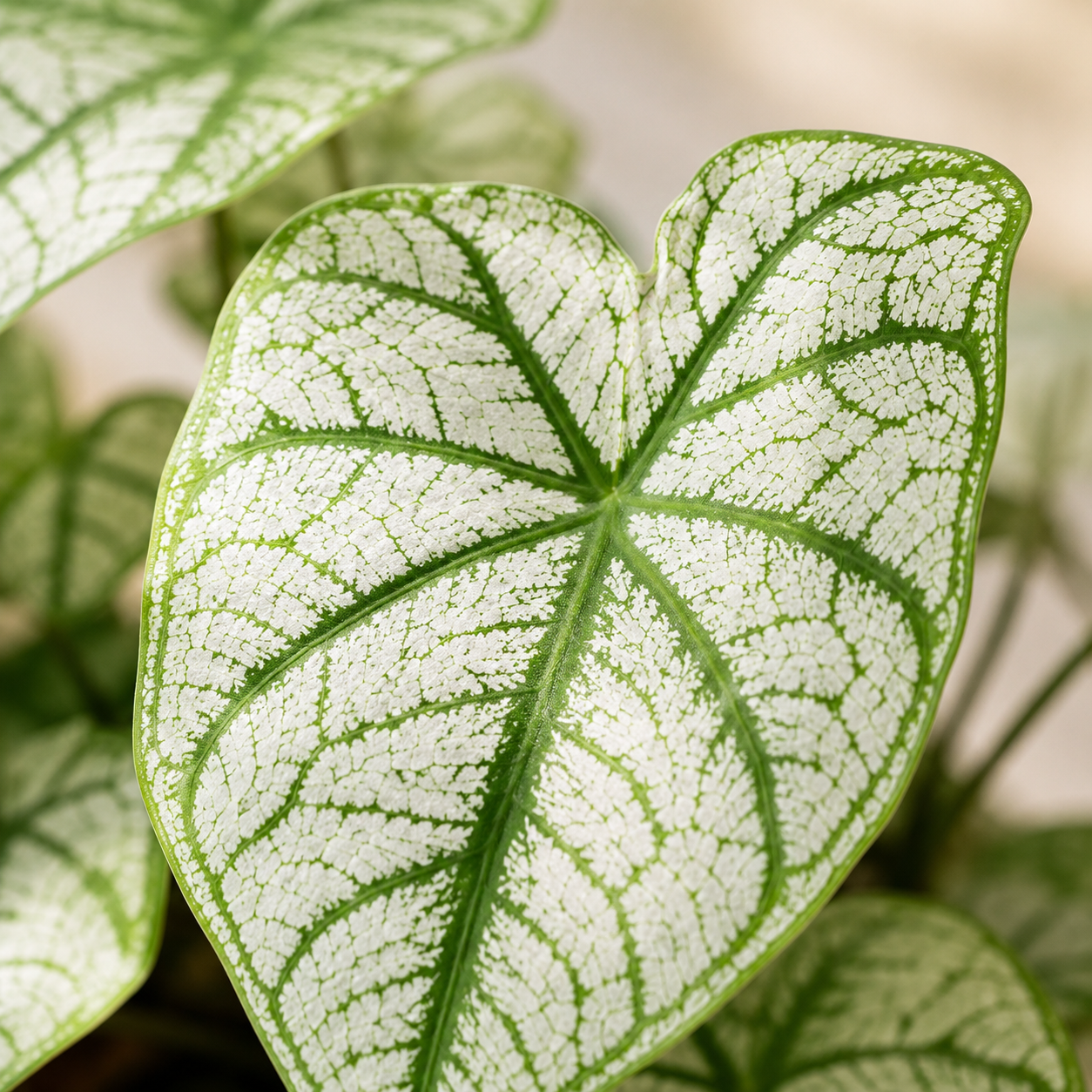 Caladium Green White | Office Plant