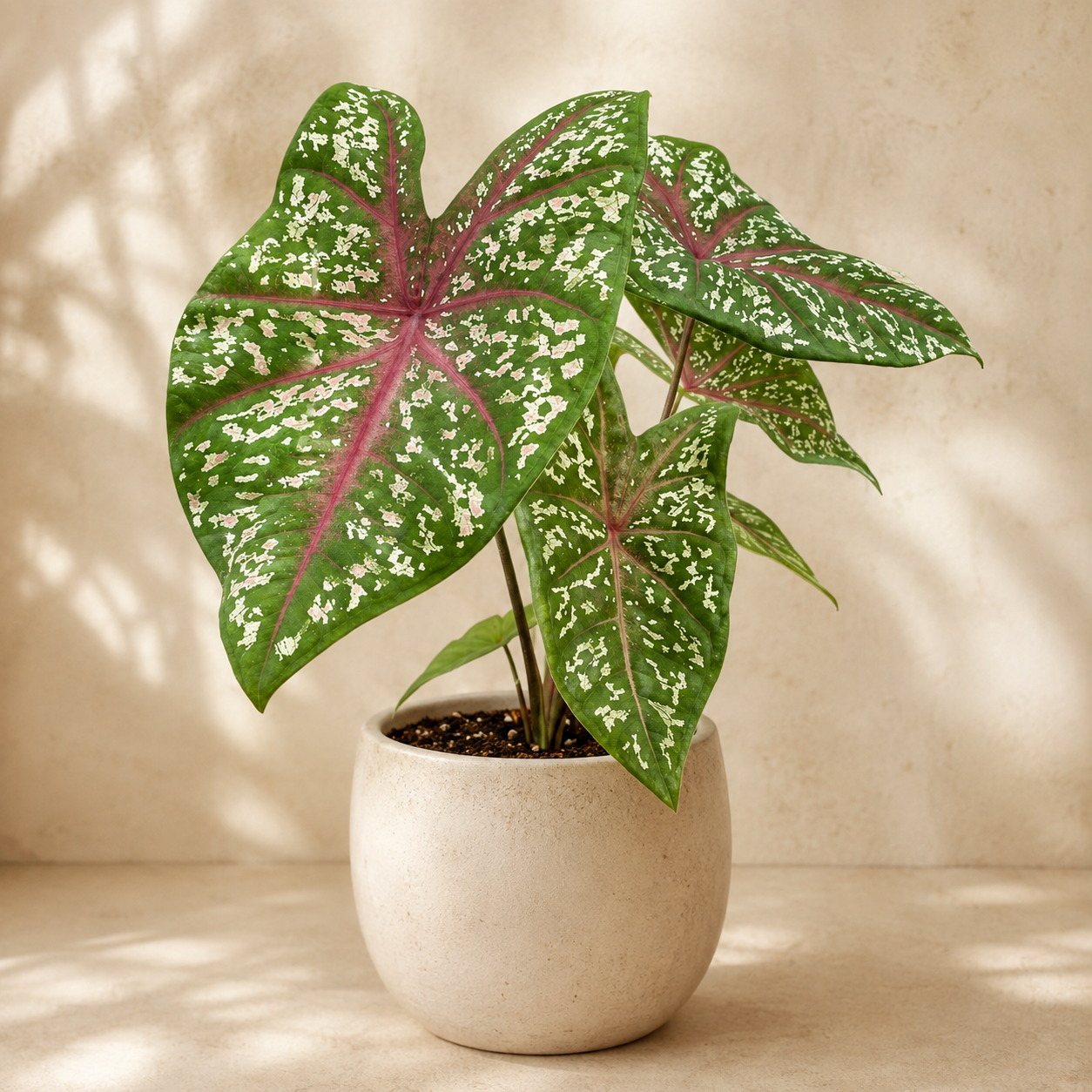 Caladium Kampung | Home Plant