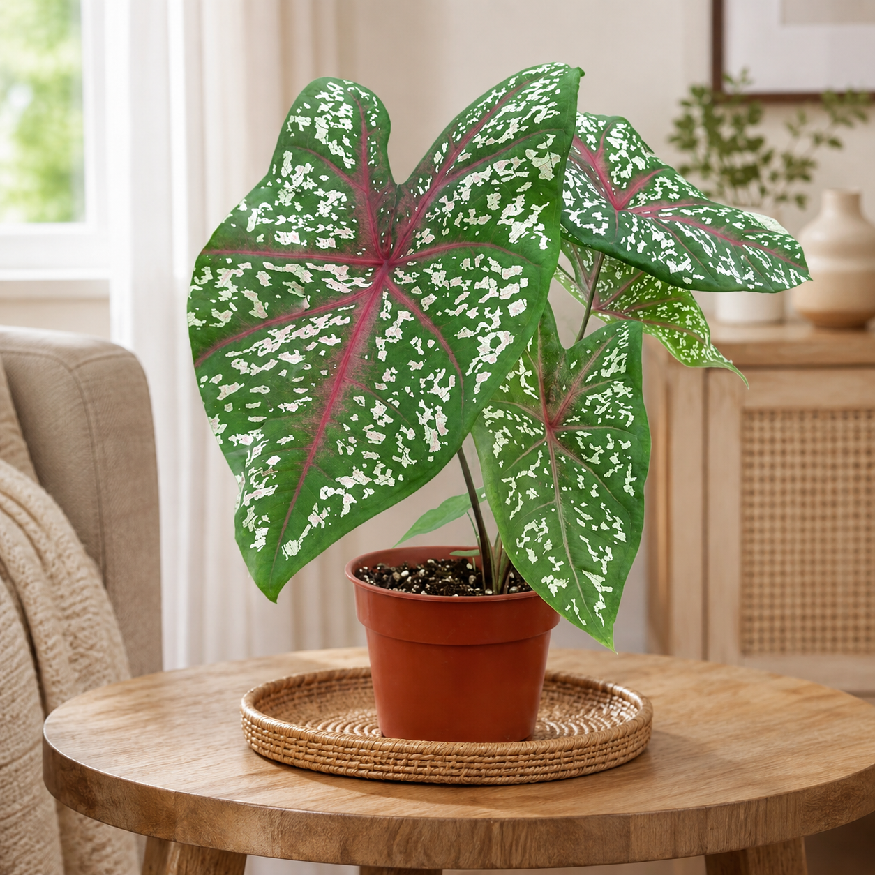 Caladium Kampung | Home Plant