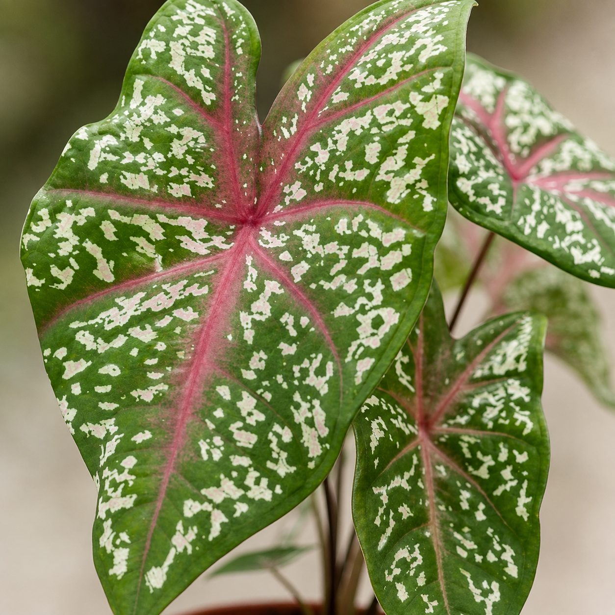 Caladium Kampung | Home Plant