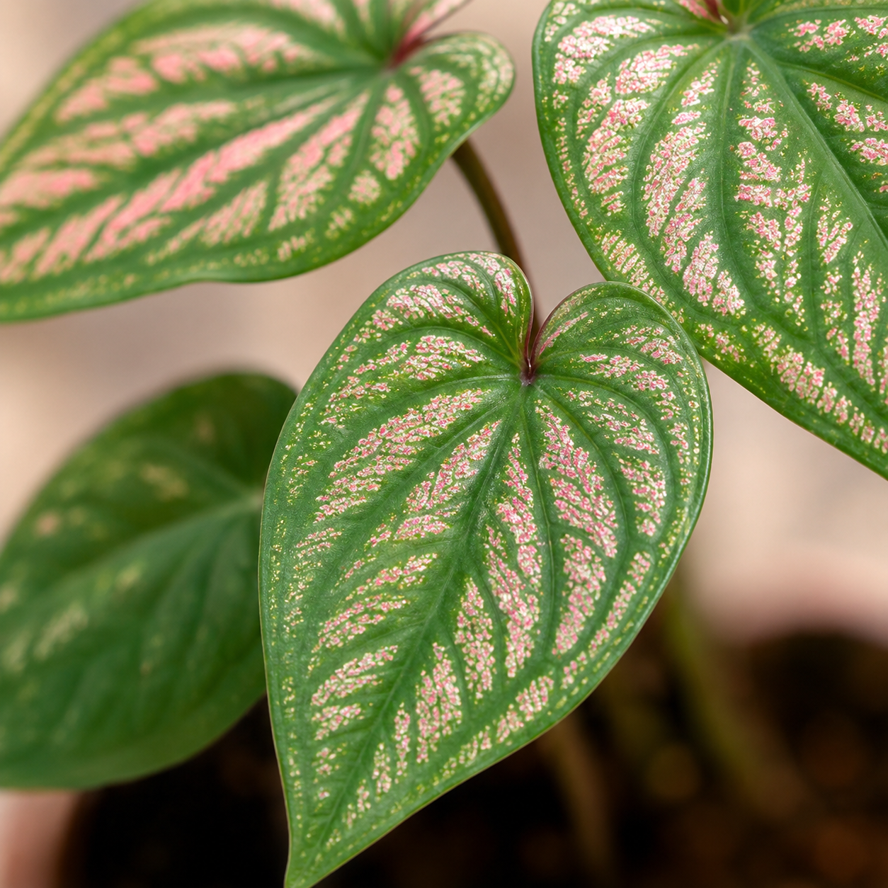 Caladium 'Pink White' | Gardening Plant