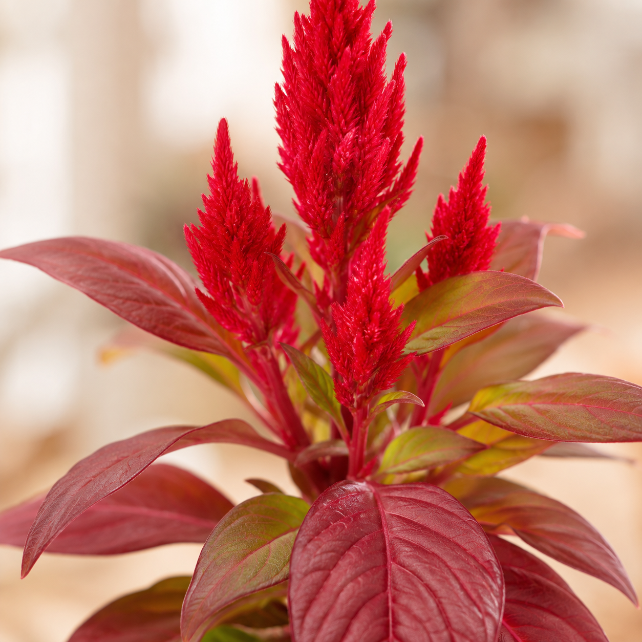 Red Cockscomb Plant | Gardening Plant