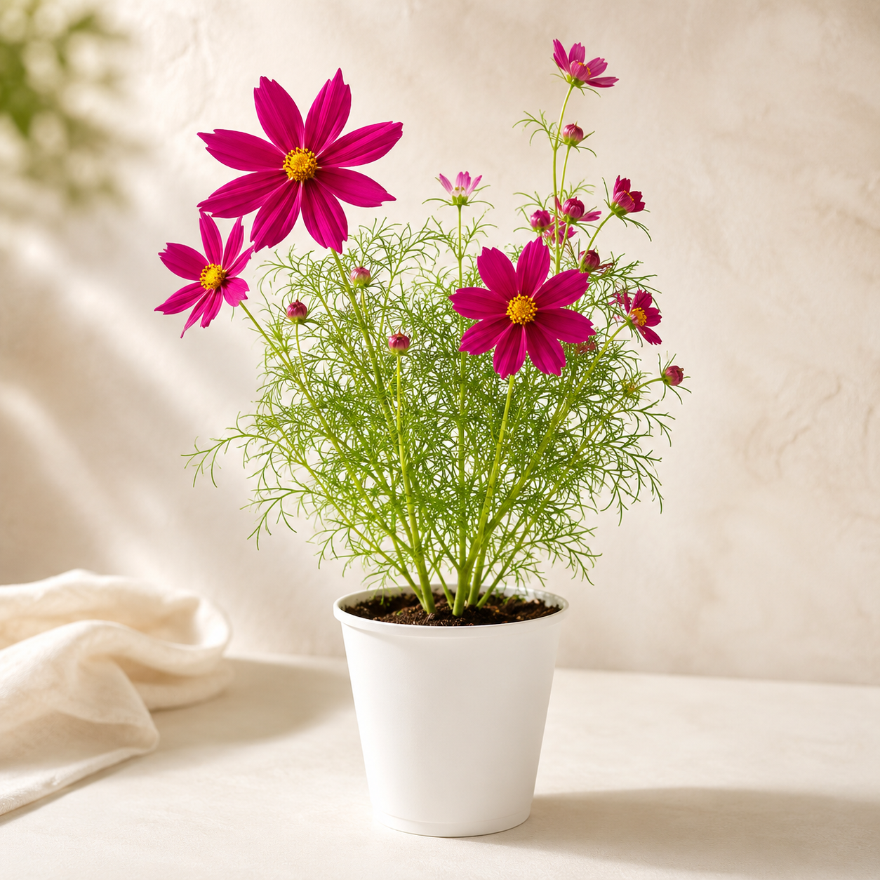 Cosmo Red Plant | Gardening Plant