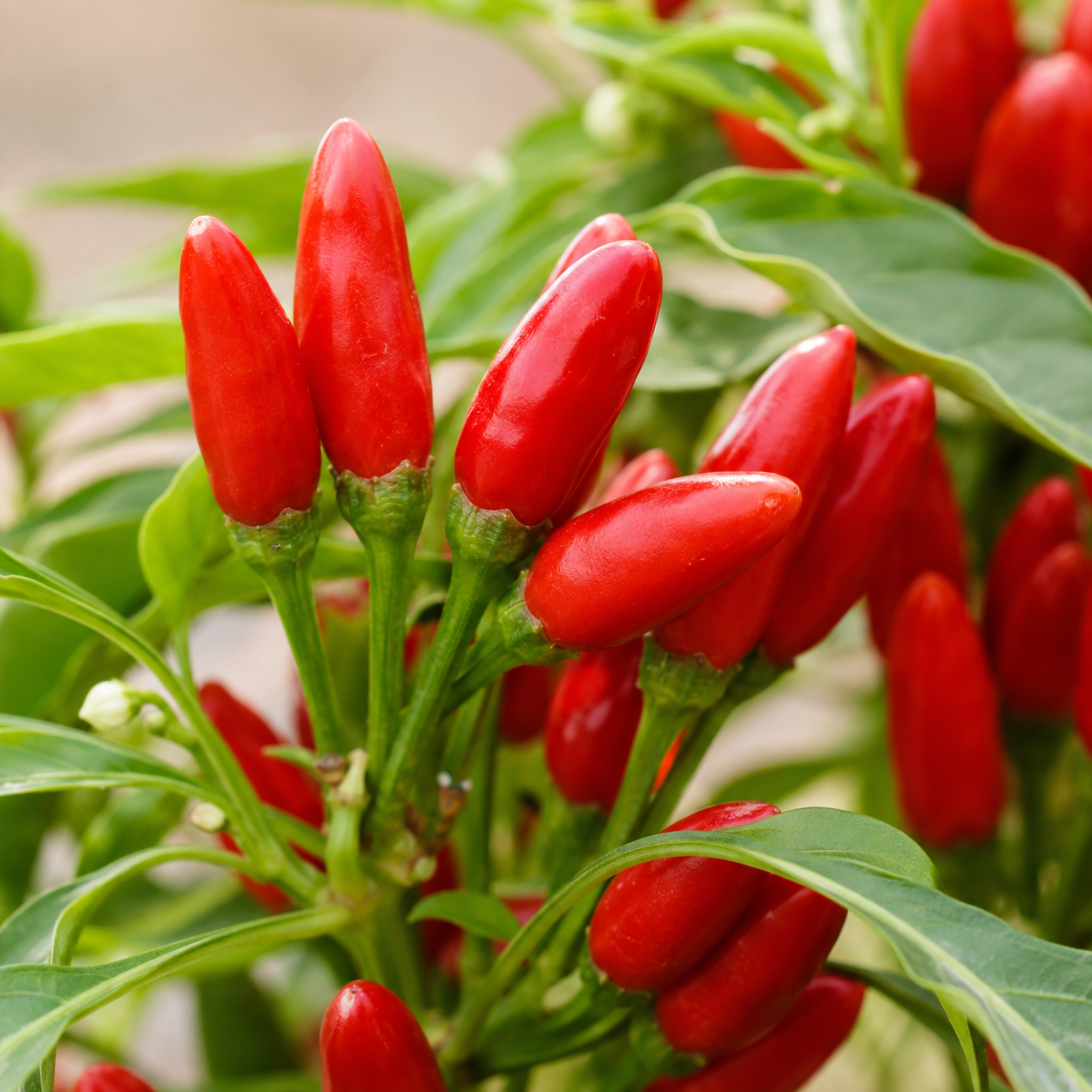 Red Hot Chili – Vegetable Seeds